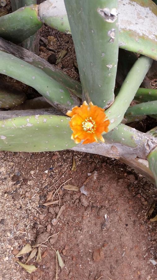 Guest House Orquidea Σαλ Ρέι Εξωτερικό φωτογραφία