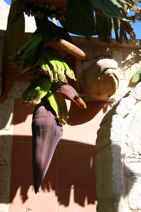 Guest House Orquidea Σαλ Ρέι Εξωτερικό φωτογραφία